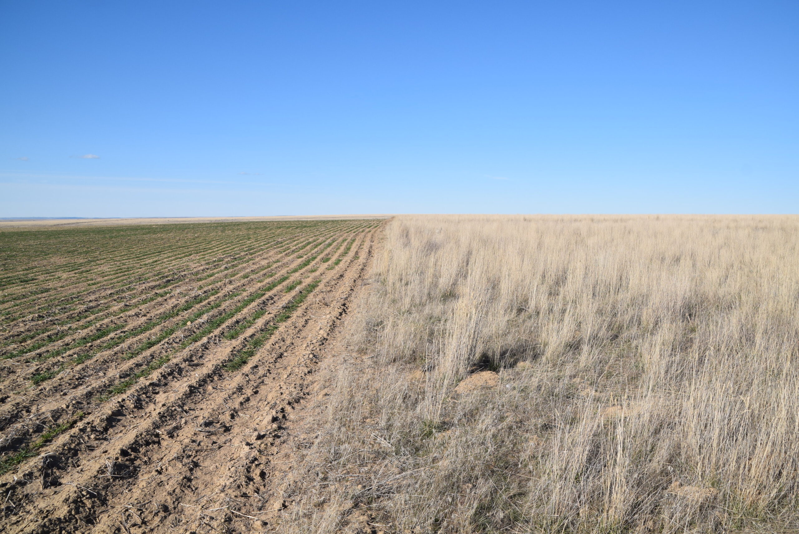 Beautiful and quiet 40 acres of grassland bordering active agriculture land near Wilson Creek, WA.