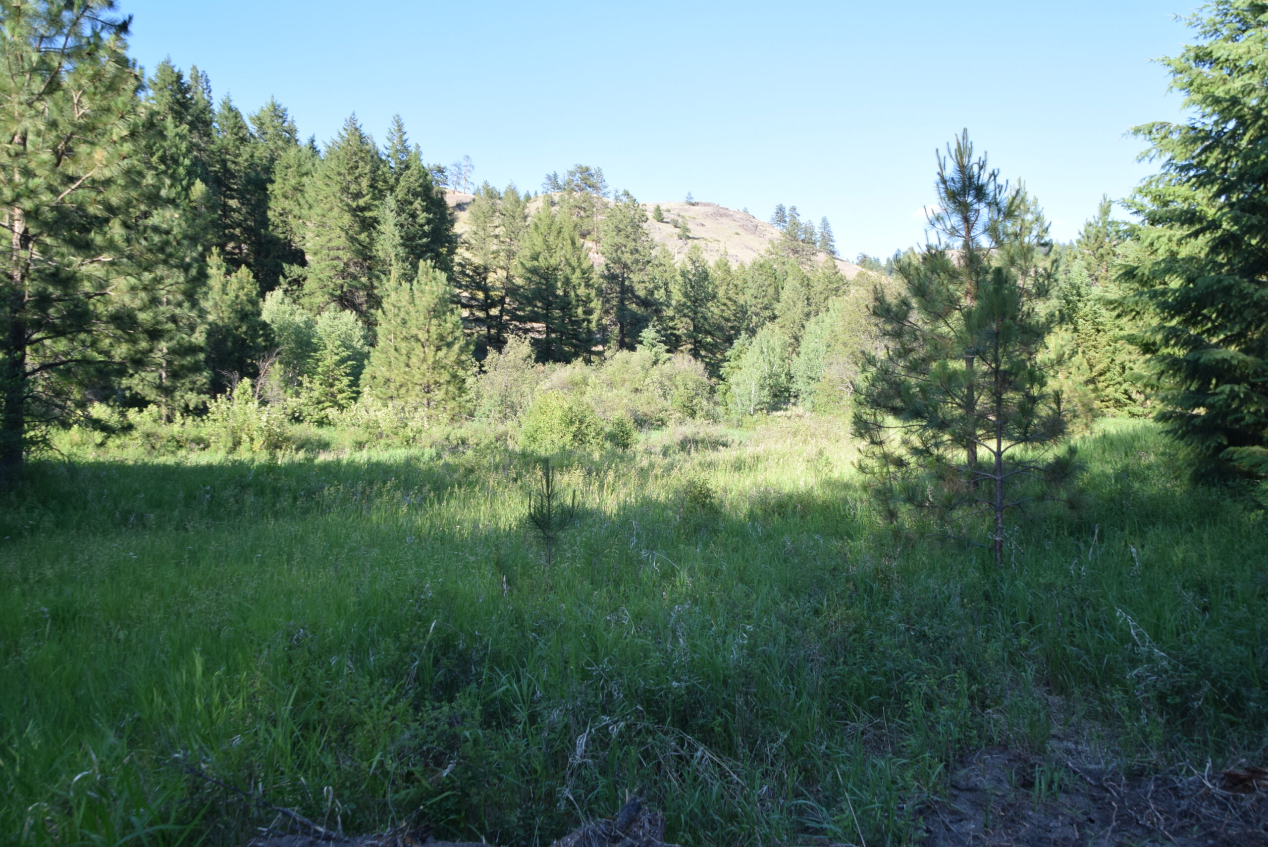 Beautiful creekside meadow on 10 acres with views and forest near Republic, WA and Lake Curlew.