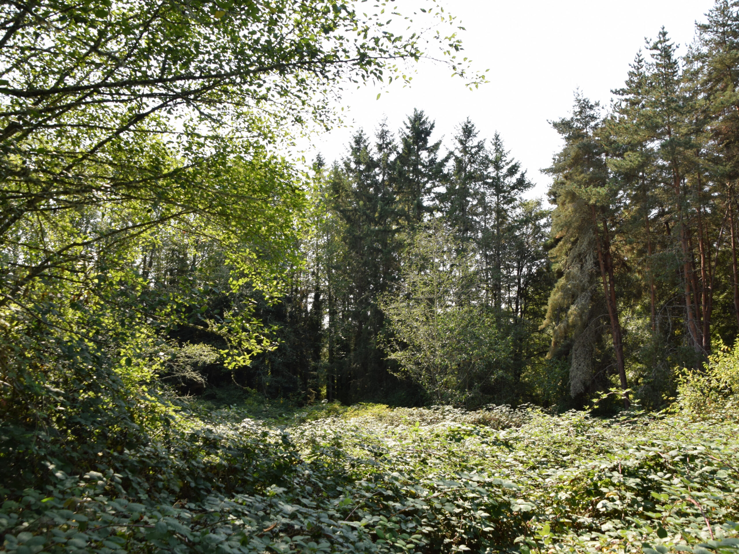 Investor Special! 2.71 acres of private and park-like land on Bainbridge Island, WA near small farms and vineyards!