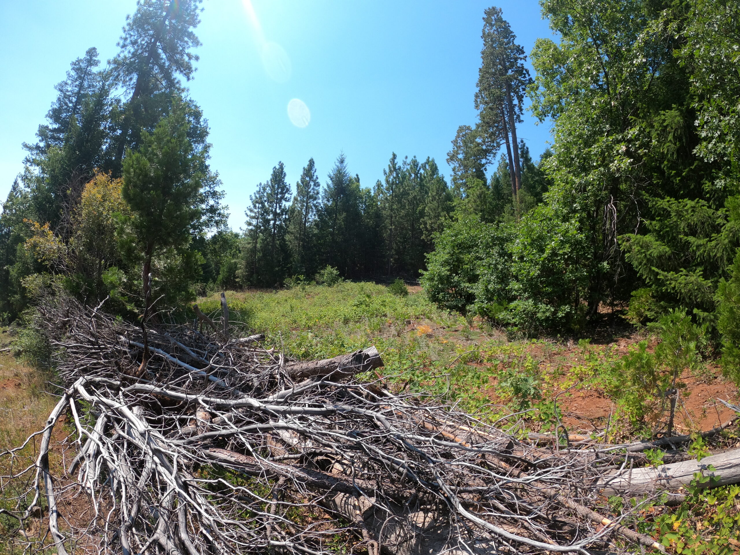 Cheap land! 5 acres vacant land in Montgomery Creek, CA with mature trees and easy access.