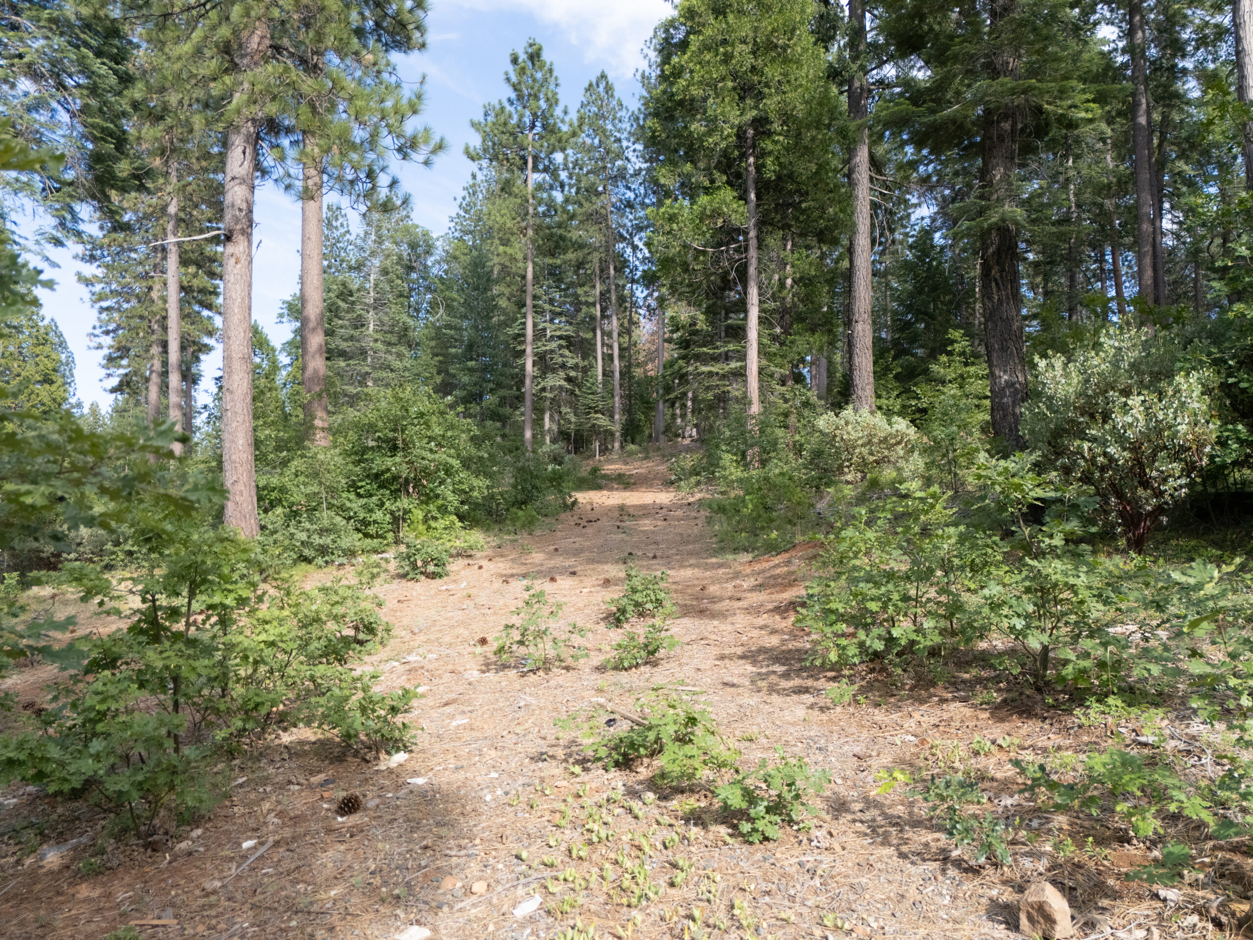 Wooded 3 acres vacant land in Shasta County, CA with easy access ready for your outdoor dream.